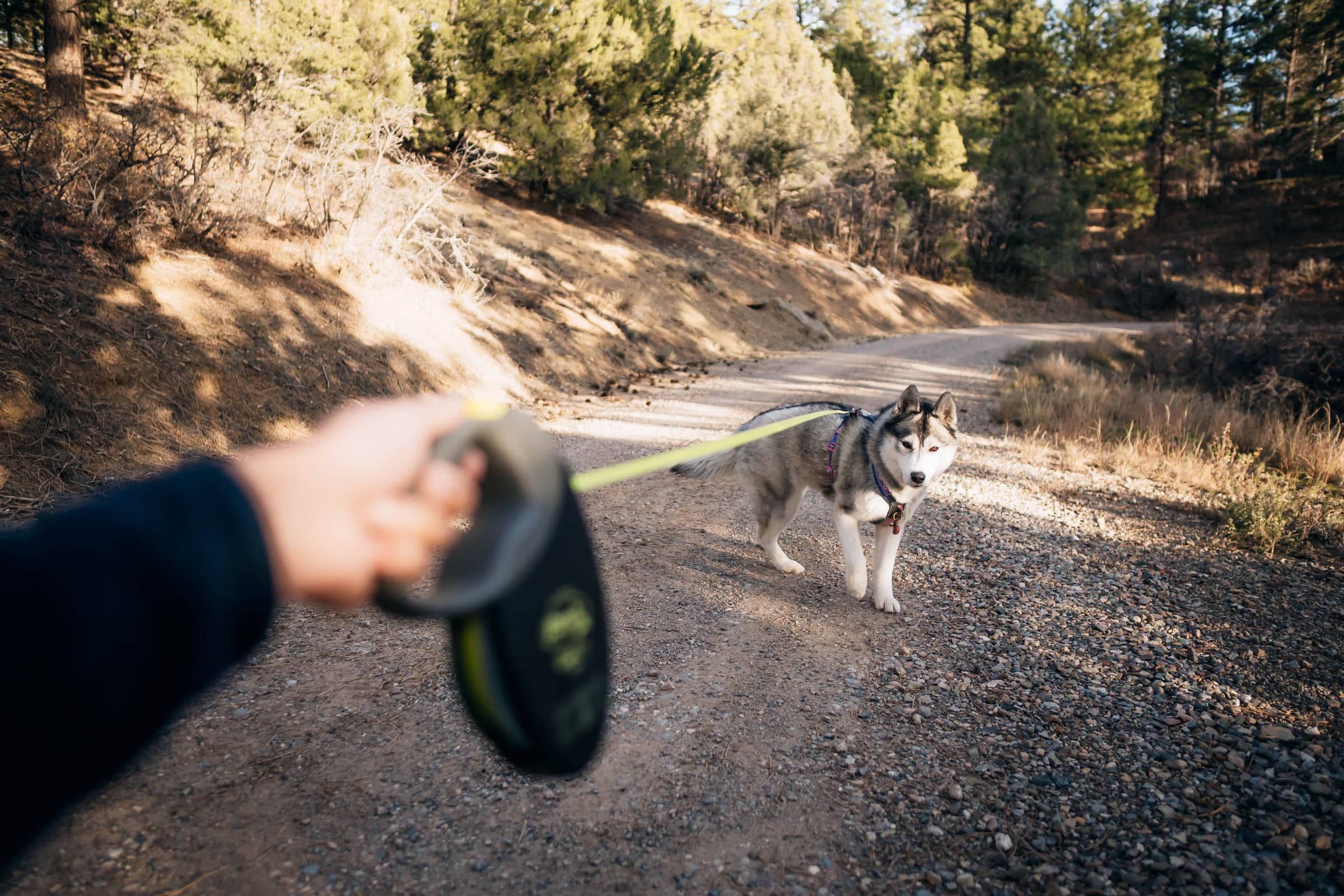 Dog owner training their dog outdoors