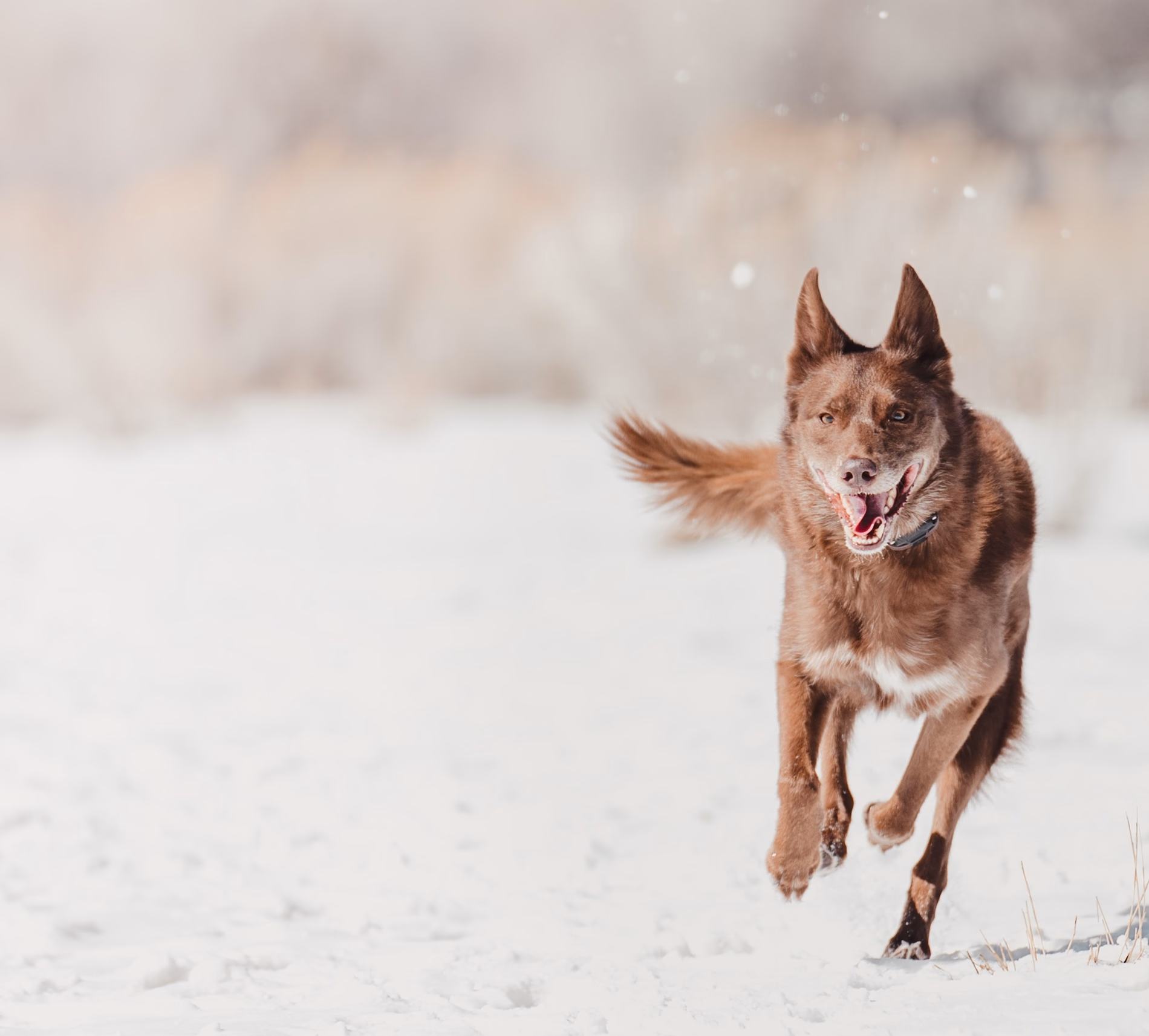 Dog training outdoors