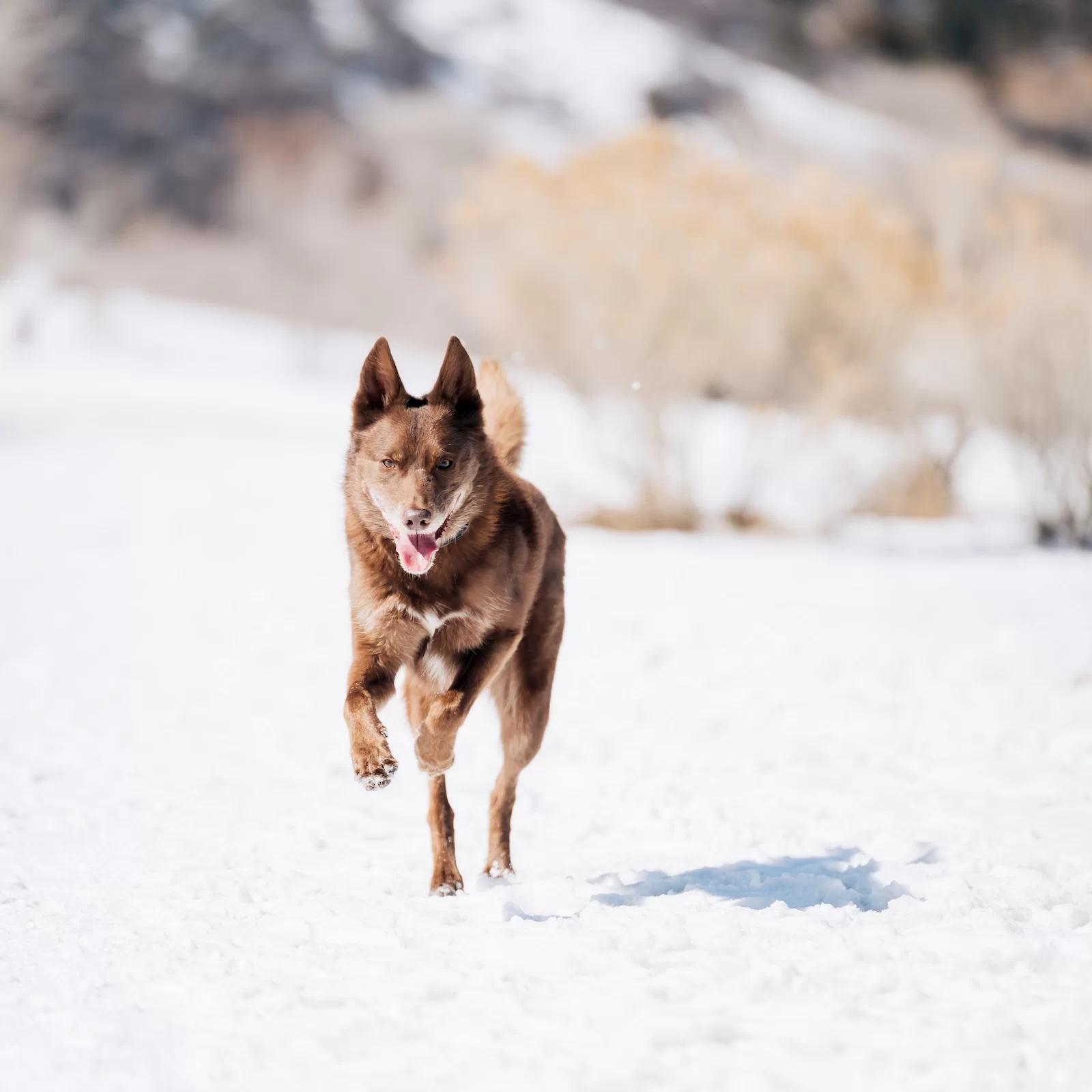 Recall training outdoors