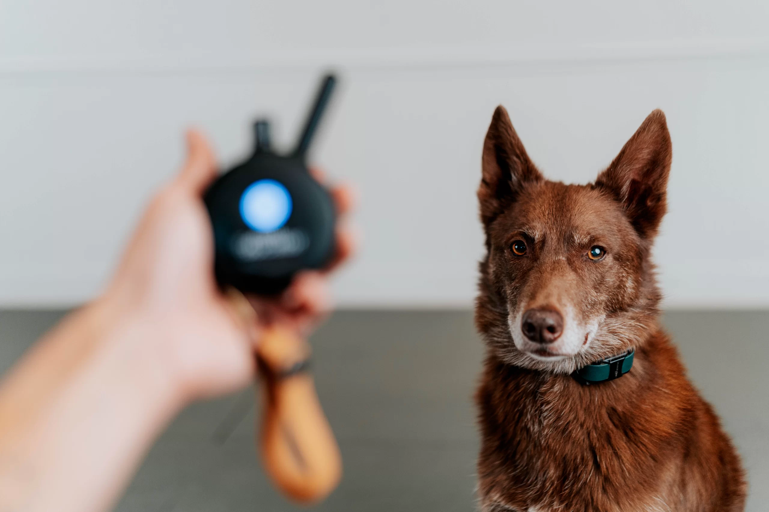Dog with E-Collar
